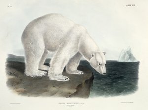 Ursus Maritimus (Oso Polar), lámina 91 de 